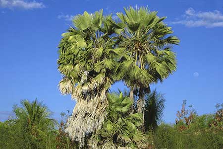 arbre Copernicia prunifera cire carnauba