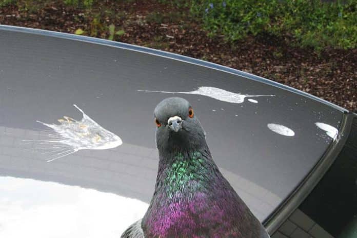 enlever-fiente-oiseau-carrosserie-voitur