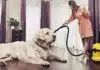 supprimer poils de chien animaux voiture tissu