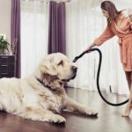 supprimer poils de chien animaux voiture tissu