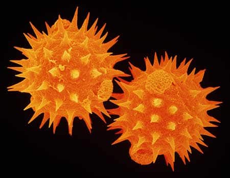 pollen microscope