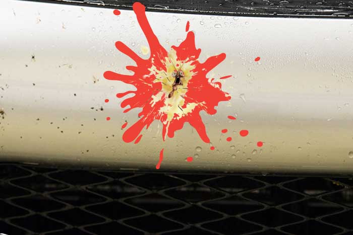 pourquoi supprimer insecte collé voiture