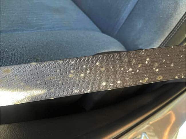 moisissure ceinture sécurité voiture