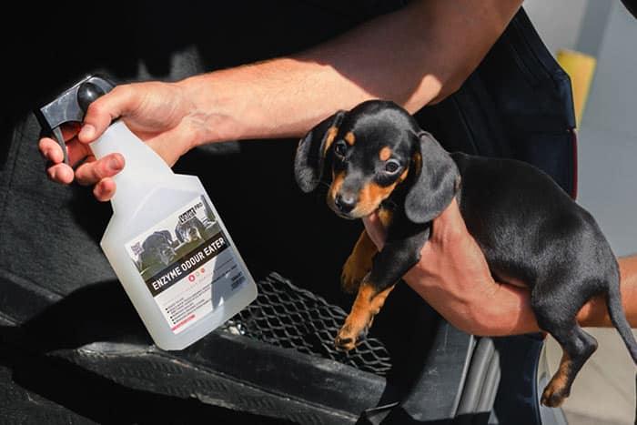 Comment supprimer l'odeur de chien dans une voiture ?